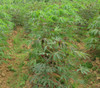 Manihot esculenta  - Cassava