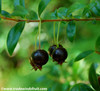 Ugni myricoides - Black Chilean Guava Seeds Ugni myricoides - Black Chilean Guava Seeds