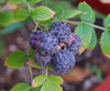 Rubus niveus - Mysore Raspberry Seeds