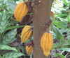 Herrania umbratica - Monkey Cacao Seeds