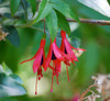 Fuchsia campos-portoi - Fuchsia Seeds Fuchsia campos-portoi - Fuchsia Seeds