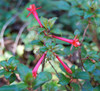 Fuchsia loxensis - Fuchsia Seeds
