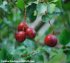 Prunus ilicifolia - Holly Leaf Cherry Seeds Prunus ilicifolia - Holly Leaf Cherry Seeds