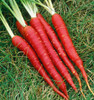 Red Samurai Carrot Seeds