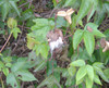 Gossypium hirsutum - Cotton Seeds