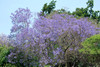 Jacaranda mimosifolia - Blue Jacaranda Seeds