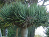 Dracaena draco - Dragon Tree Seeds