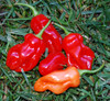 Tobago Seasoning Pepper Seeds