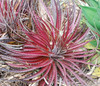 Dyckia platyphylla - Cola Colored Dyckia Seeds