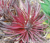 Dyckia platyphylla - Cola Colored Dyckia Seeds