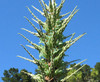 Puya chilensis - Sapphire Tower Seeds