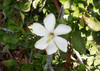 Gardenia cornuta - Horned Gardenia Seeds
