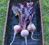 Bull's Blood Beet Seeds