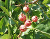Crataegus pinnatifida - Chinese Hawthorn Seeds