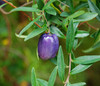 Billardiera longiflora - Appleberry
