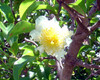 Oncoba spinosa - Fried Egg Tree Seeds