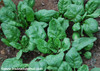Monstrueux de Viroflay Spinach Seeds