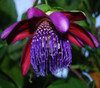 Passiflora quadrangularis - Giant Granadilla Seeds