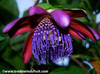 Passiflora quadrangularis - Giant Granadilla Seeds