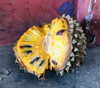 Annona purpurea - Soncoya Seeds