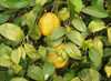 Citrus volkameriana - Volkamer Lemon Seeds Citrus volkameriana - Volkamer Lemon Seeds