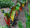 Bright Lights Swiss Chard Seeds
