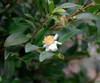 Camellia sinensis - Tea Seeds