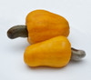 Anacardium occidentale - Cashew Nut Seeds