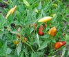 Jalapeno Pepper, Early Seeds