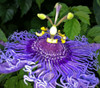 Passiflora incarnata - Maypop Seeds