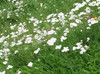 Achillea millefolium - Yarrow Seeds