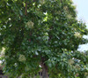 Tectona grandis - Teak Seeds
