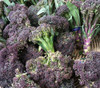 Early Purple Sprouting Broccoli Seeds