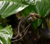 Tacca integrifolia - Bat Flower Seeds