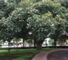 Ficus benghalensis - Indian Banyan Tree