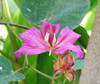 Bauhinia purpurea - Purple Orchid Tree Seeds