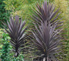 Cordyline australis purpurea - Giant Purple Dracaena Seeds