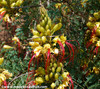 Caesalpinia gilliesii - Desert Bird of Paradise Seeds