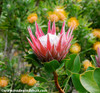 Protea cynaroides - King Protea Seeds