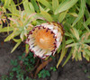 Protea neriifolia - Oleander Leaved Protea Seeds