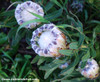 Protea lepidocarpodendron - Black Bearded Sugarbush