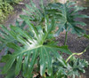 Philodendron selloum - Tree Philodendron Seeds Philodendron selloum - Tree Philodendron Seeds