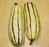 Delicata Squash Seeds