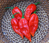 Bhut Jolokia Pepper, Ghost Pepper Seeds