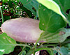 Bride Eggplant Seeds