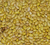 Canary Bean Seeds