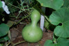 Birdhouse Gourd Seeds