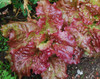 Flame Lettuce Seeds