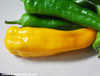 Golden Treasure Pepper Seeds
