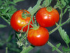 Homestead Tomato Seeds